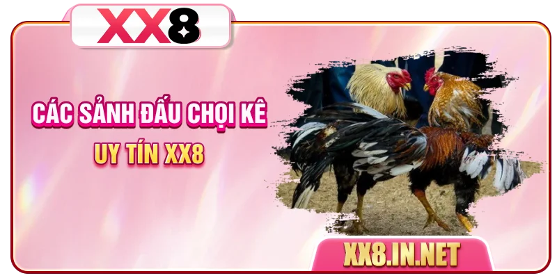 Các sảnh đấu chọi kê uy tín XX8