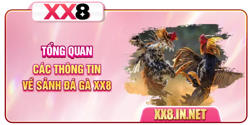 Tổng quan các thông tin về sảnh đá gà XX8